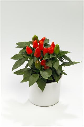 Foto fiore da  Basket o vaso Capsicum annuum Tango Deep Orange