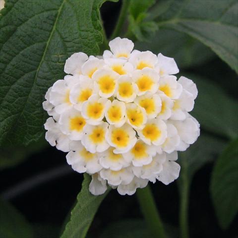 Foto fiore da  Vaso e aiola Lantana camara Tropic Tukan