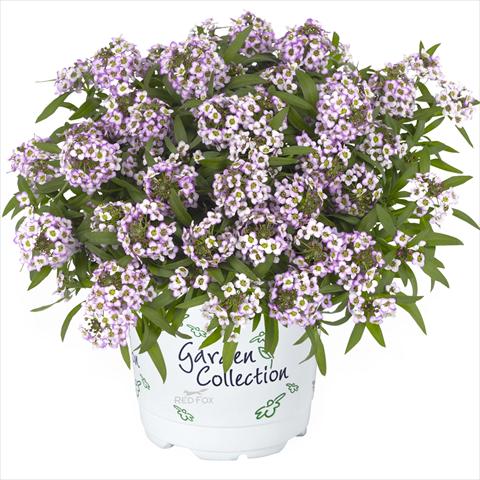 Foto fiore da  Vaso Lobularia maritima Yolo Top lavender