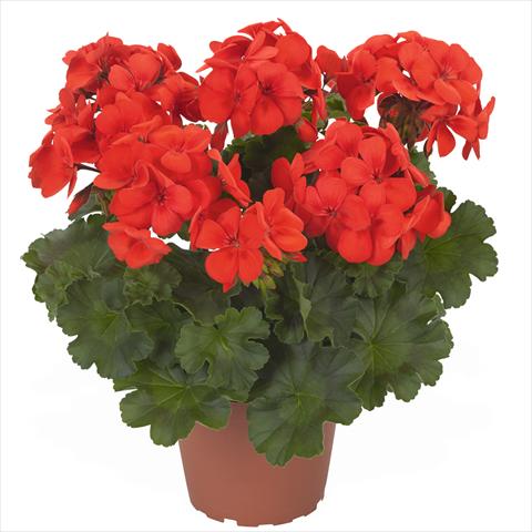 Foto fiore da  Vaso Pelargonium interspec. Die Schöne von Rheinberg Fire