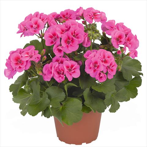 photo of flower to be used as: Pot Pelargonium interspec. Die Schöne von Rheinberg Lilac Splash