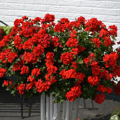 photo of flower to be used as: Pot Pelargonium peltatum Atlantic Fire