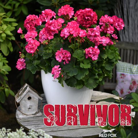 photo of flower to be used as: Pot Pelargonium zonale Survivor Rose Pink