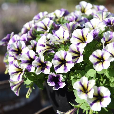 photo of flower to be used as: Pot Petunia hybrida PeppyBlueberry Muffin