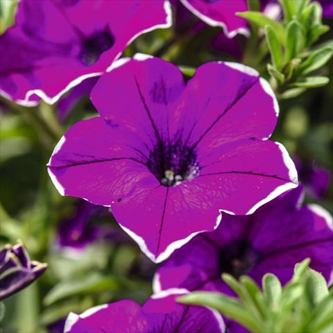 Foto fiore da  Vaso, aiuola, balcone, basket Petunia hybrida Surprise Magenta Halo