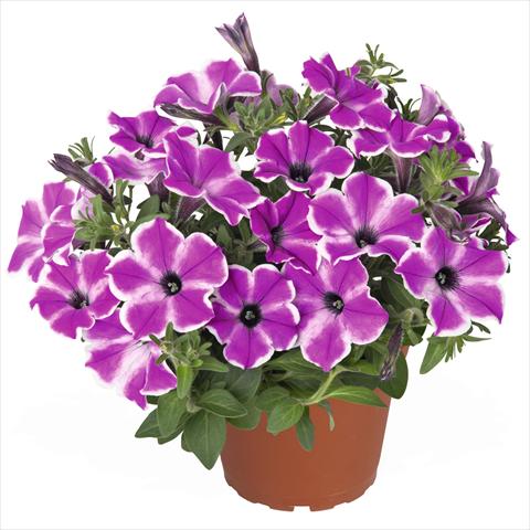 Foto fiore da  Basket o vaso Petunia hybrida Surprise Purple Dance