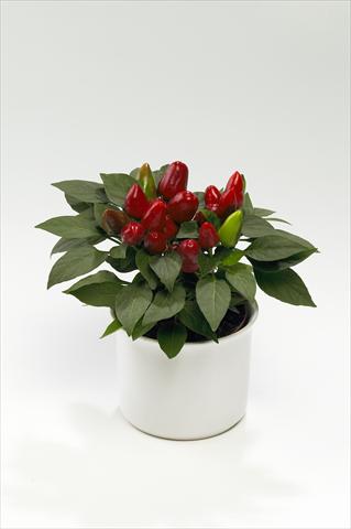 Foto fiore da  Basket o vaso Capsicum annuum Tango Red