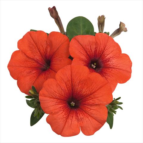 Foto fiore da  Basket o vaso Petunia hybrida Sweetunia Orange Flash