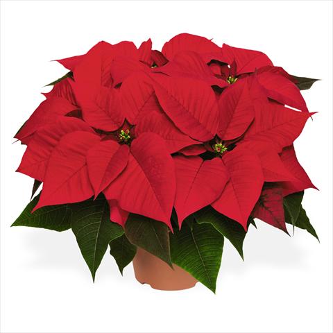 Foto fiore da  Vaso Poinsettia - Euphorbia pulcherrima Red Fox Special Red Cosmo Red