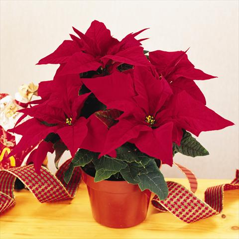 Foto fiore da  Vaso Poinsettia - Euphorbia pulcherrima RED FOX Specialities Programm Jester Red