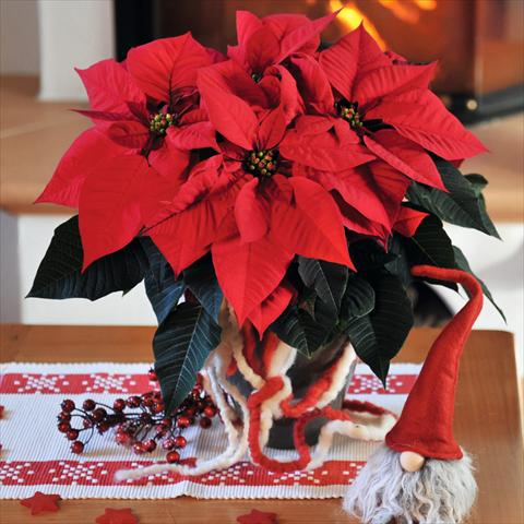 Foto fiore da  Vaso Poinsettia - Euphorbia pulcherrima Red Fox Special Red Bravo Bright Red