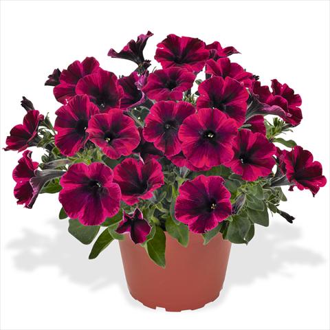 Foto fiore da  Basket o vaso Petunia hybrida Sweetunia Suize Storm