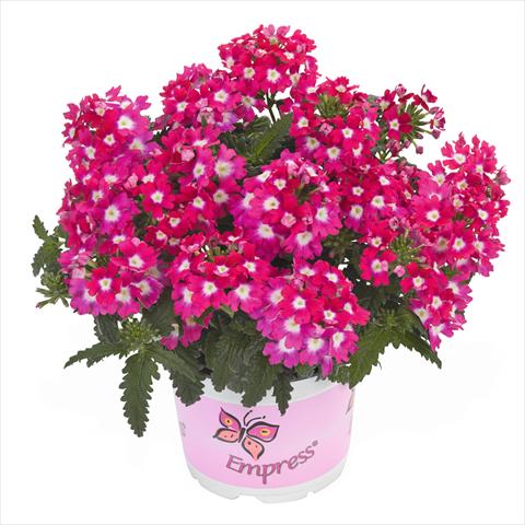 Foto fiore da  Basket o vaso Verbena hybrida Empress Flair Cherry Charme