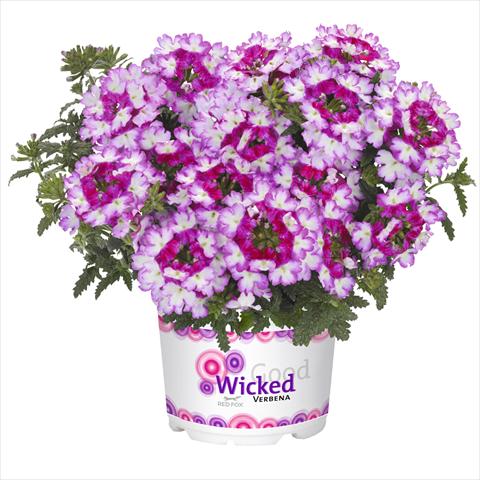 Foto fiore da  Basket o vaso Verbena hybrida Wicked Beauty Burgundy