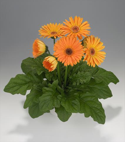 Foto fiore da  Basket o vaso Gerbera jamesonii Royal Apricot