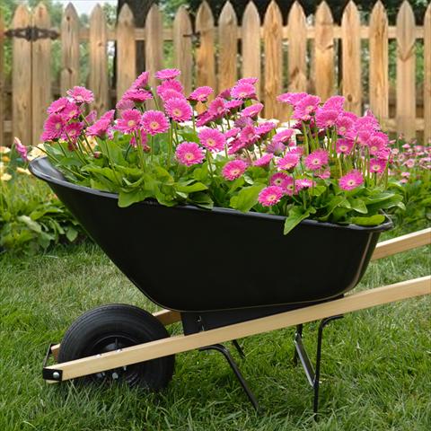 photo of flower to be used as: Pot and bedding Gerbera jamesonii Garvinea Sweet® Surprise®
