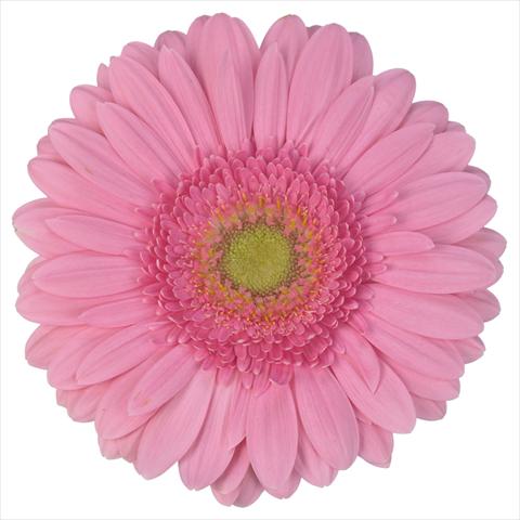 photo of flower to be used as: Pot Gerbera jamesonii Standard Fairlady®