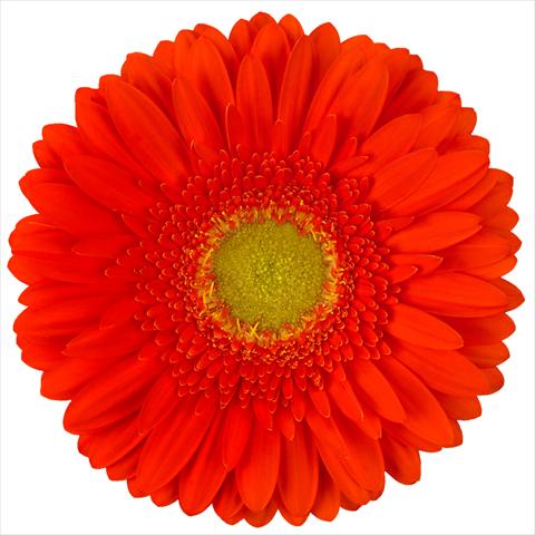 Foto fiore da  Vaso Gerbera jamesonii Standard Kingsley®