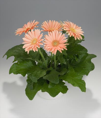 Foto fiore da  Basket o vaso Gerbera jamesonii Royal Champagne