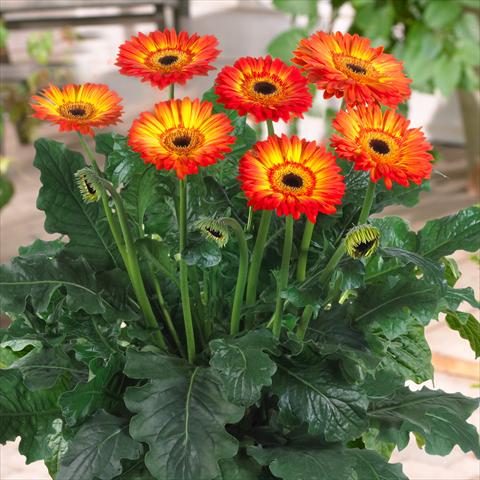 Foto fiore da  Vaso Gerbera jamesonii Patio Volcanoe®