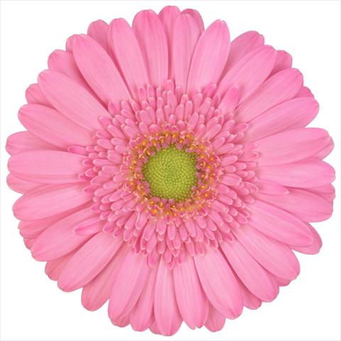 photo of flower to be used as: Pot Gerbera jamesonii Mini Gerbera Kitty®