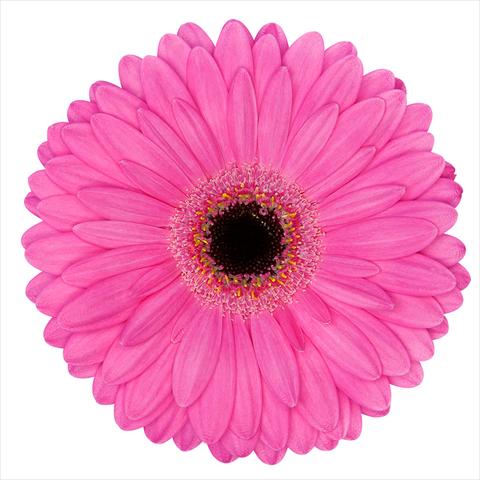 Foto fiore da  Vaso Gerbera jamesonii Mini Gerbera Magic®