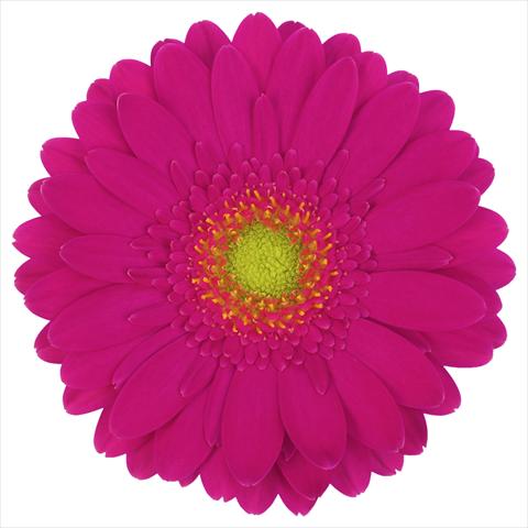 Foto fiore da  Vaso Gerbera jamesonii Mini Gerbera Vegas®