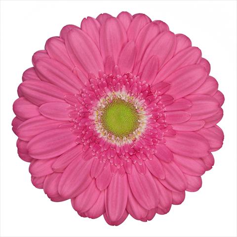 Foto fiore da  Vaso Gerbera jamesonii Standard Samara®