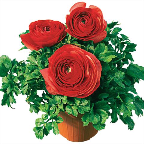photo of flower to be used as: Pot and bedding Ranunculus asiaticus Pratolino Rosso