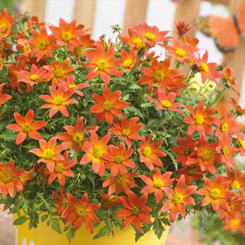 photo of flower to be used as: Pot Bidens ferulifolia Beedance Painted Red