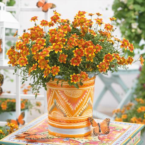 photo of flower to be used as: Pot Bidens ferulifolia Beedance Painted Yellow