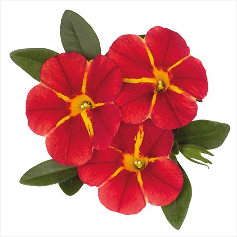 Foto fiore da  Basket o vaso Calibrachoa hybrida Jambo Red Cartwheel