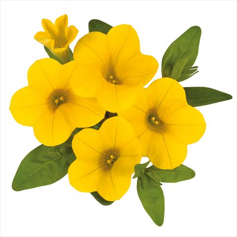 Foto fiore da  Basket o vaso Calibrachoa hybrida Calibrachoa Jambo Yellow