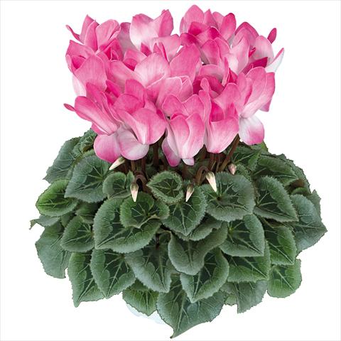 Foto fiore da  Vaso Cyclamen persicum Halios Blush Intense