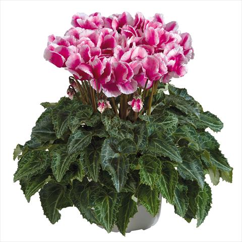 Foto fiore da  Vaso Cyclamen persicum midi Abanico Magenta