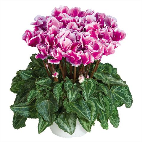 Foto fiore da  Vaso Cyclamen persicum midi Abanico Violet