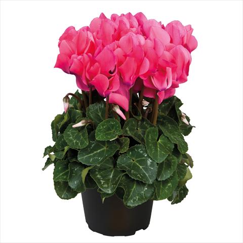 Foto fiore da  Vaso Cyclamen persicum midi Ciclamini Midi Neon Pink