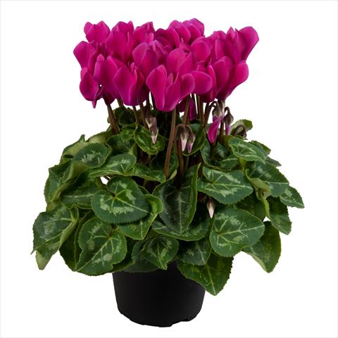 Foto fiore da  Vaso Cyclamen persicum mini SS Carino F1 Dark violet