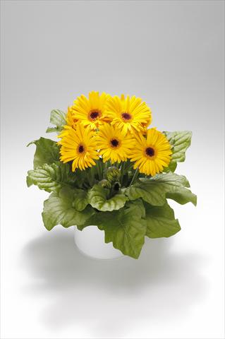 Foto fiore da  Basket o vaso Gerbera jamesonii Royal Golden Yellow