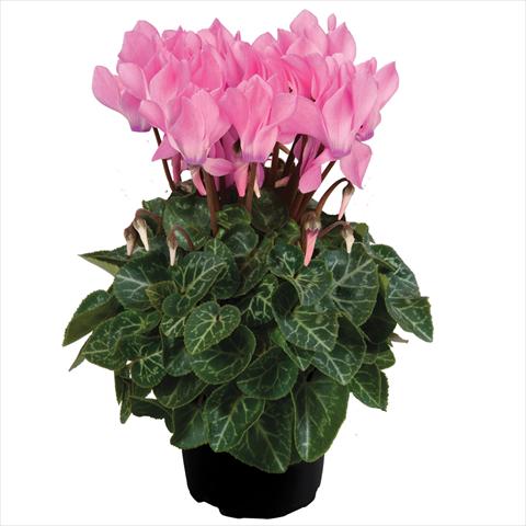 Foto fiore da  Vaso Cyclamen persicum mini SS Carino F1 Neon Pink