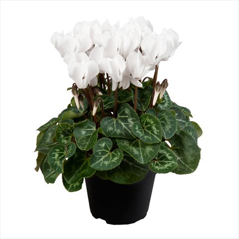 Foto fiore da  Vaso Cyclamen persicum mini SS Carino F1 Pure white