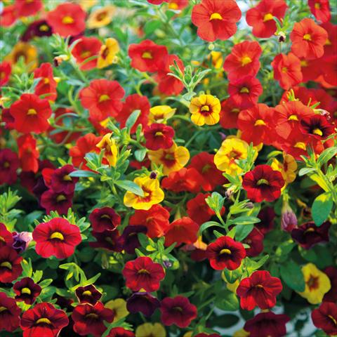 photo of flower to be used as: Basket / Pot 2 Combo ColourGames Celebration Vulcano