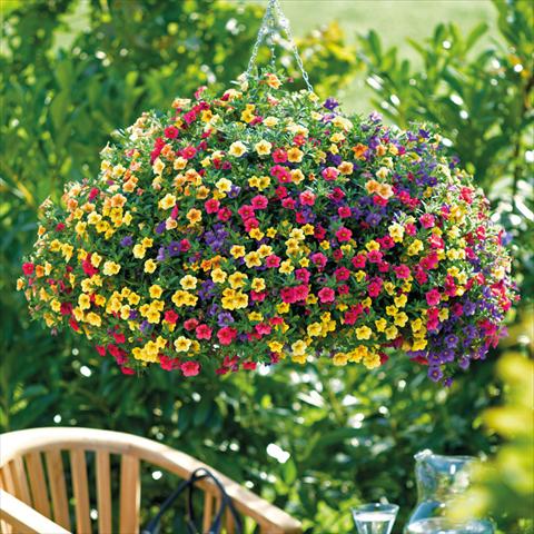 photo of flower to be used as: Basket / Pot 3 Combo ColourGames Karneval