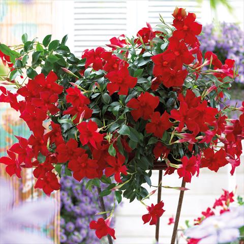 Foto fiore da  Basket o vaso Dipladenia Beauty Bright Red