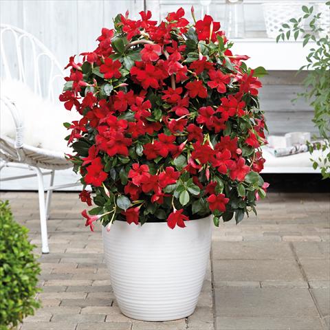 photo of flower to be used as: Pot Dipladenia Beauty Vermillion