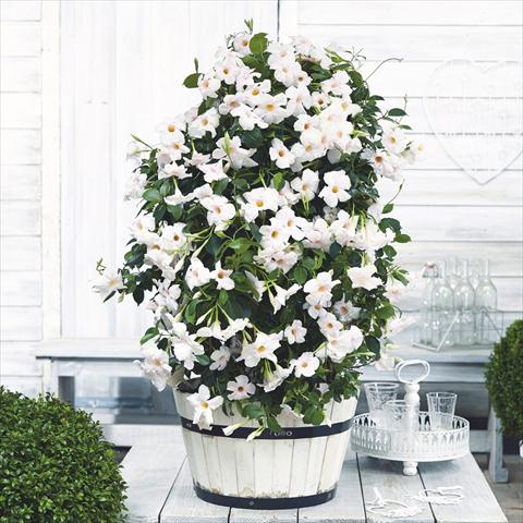 photo of flower to be used as: Pot Dipladenia Beauty White