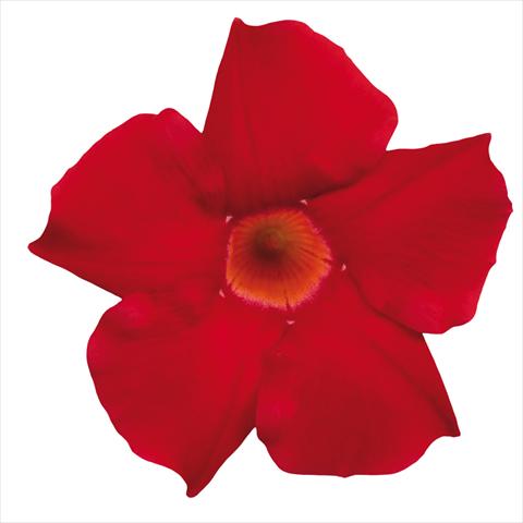 Foto fiore da  Vaso Dipladenia Classic Early Scarlet