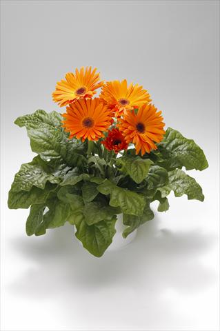 Foto fiore da  Basket o vaso Gerbera jamesonii Royal Light Orange