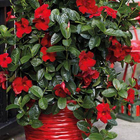 Foto fiore da  Vaso Dipladenia Cosmos Carmine-Red