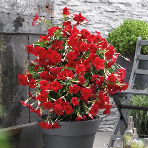 photo of flower to be used as: Pot Dipladenia Grand Red